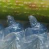 Athalia sp.